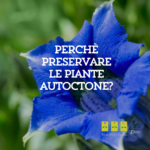 Le piante autoctone sono una buona scelta per il tuo giardino e paesaggio domestico?