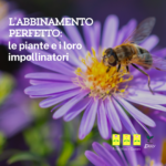 L’abbinamento perfetto: le piante e i loro impollinatori