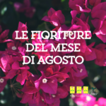 Fioriture di agosto