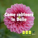 Dalia: come coltivare le dalie